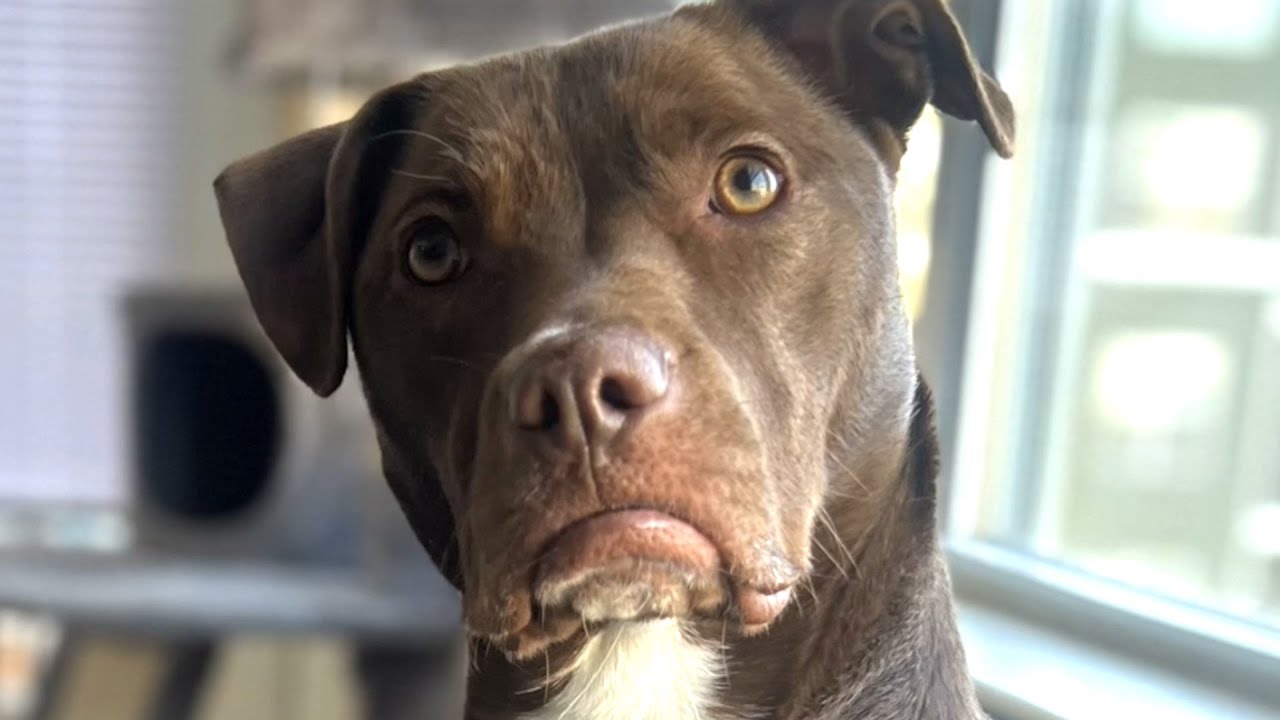 Rescue dog's sweetest bond with cat