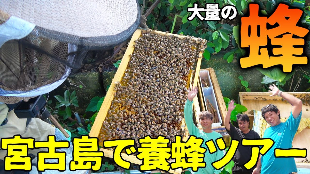 ちょっと危険な宮古島の養蜂ツアー行ってみた