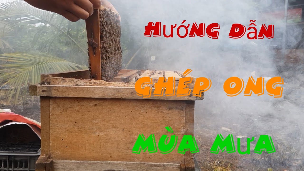 Gh&eacute;p ong, c&acirc;n đối thế đ&agrave;n để ph&aacute;t triển đ&agrave;n ong m&ugrave;a mưa