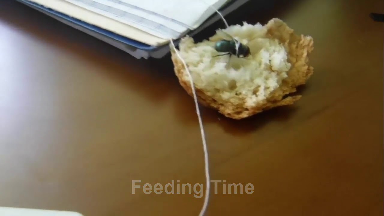 My Pet Fly