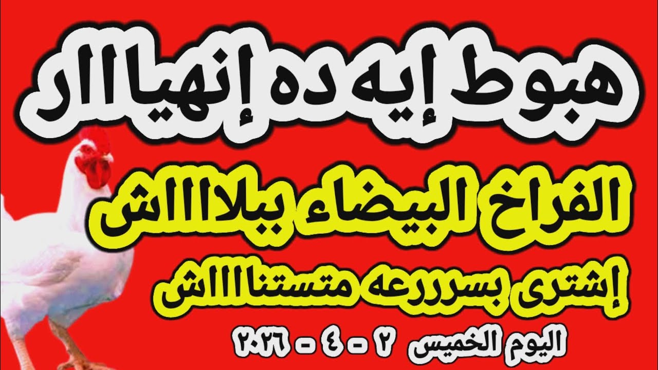 اسعار الفراخ البيضاء اليوم/ سعر الفراخ البيضاء اليوم الخميس 2026/4/2 في مصر جمله وقطاعي
