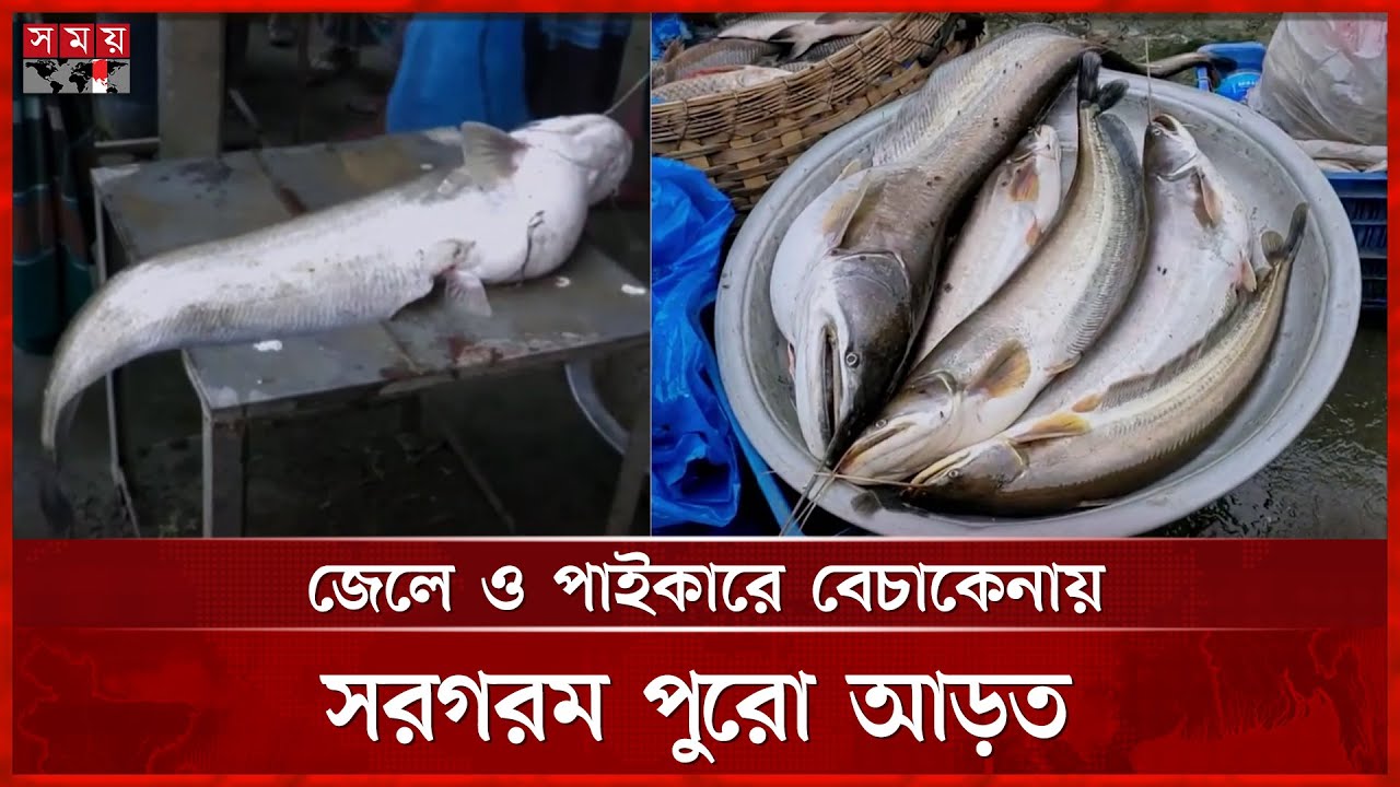 জমে উঠেছে মানিকগঞ্জে তরা ঘাটের দেশীয় মাছের আড়ত | Manikganj Fish Market | Bazar Update | Somoy TV