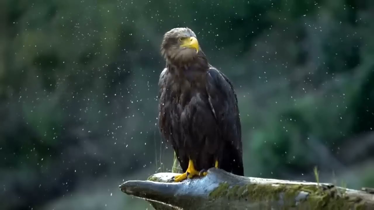 Delta Dunarii - 