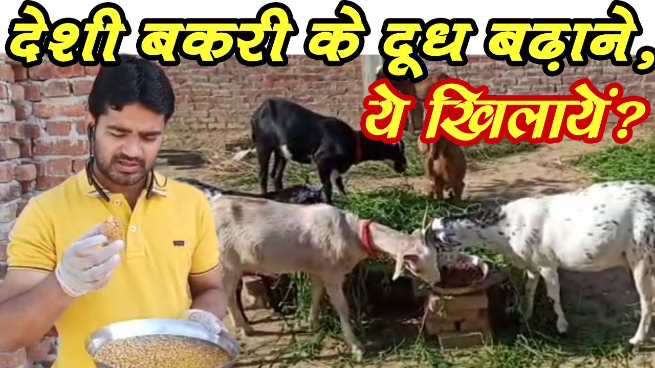 #deshibakripalan #goatfarm देशी‌बकरी का दुध बढाने ,ये खिलाए।DESHI BAKRI ME DUDH BADHANE KYA KHILAYEN