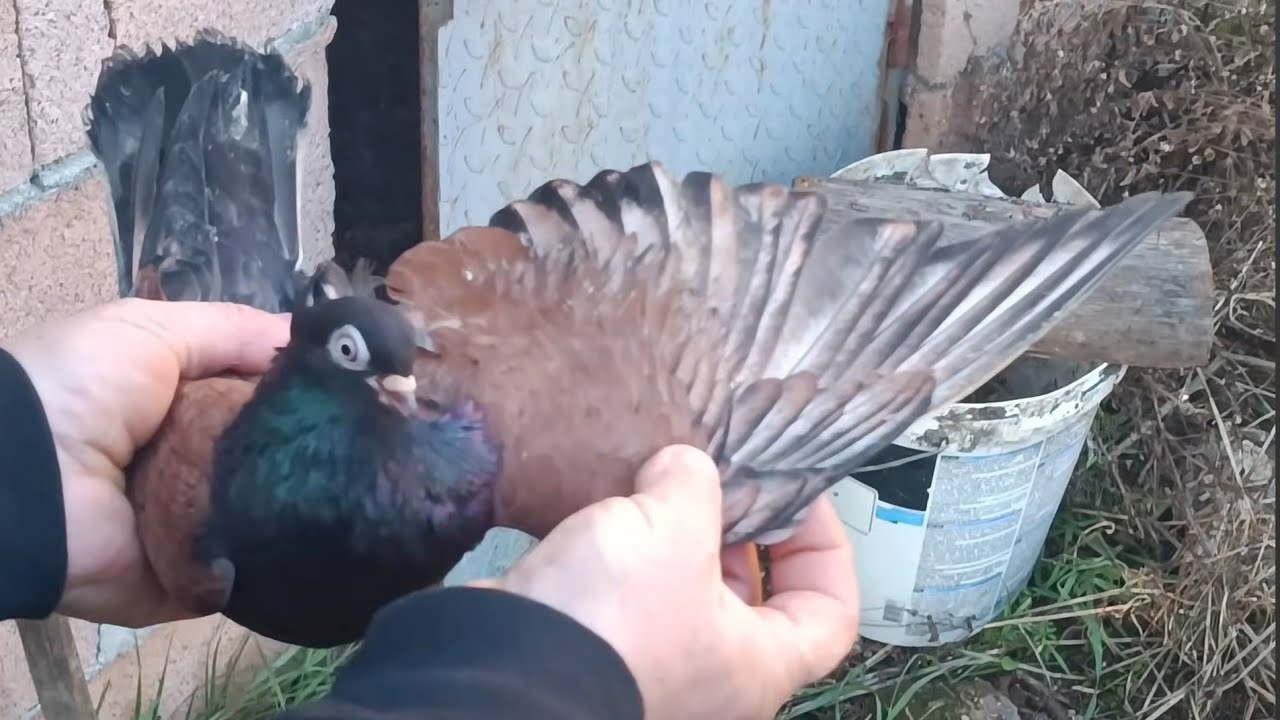 Golubovi Pirotski tikiri ,stara rasa Dejan Petrov #golubovi #srbija #pigeon 