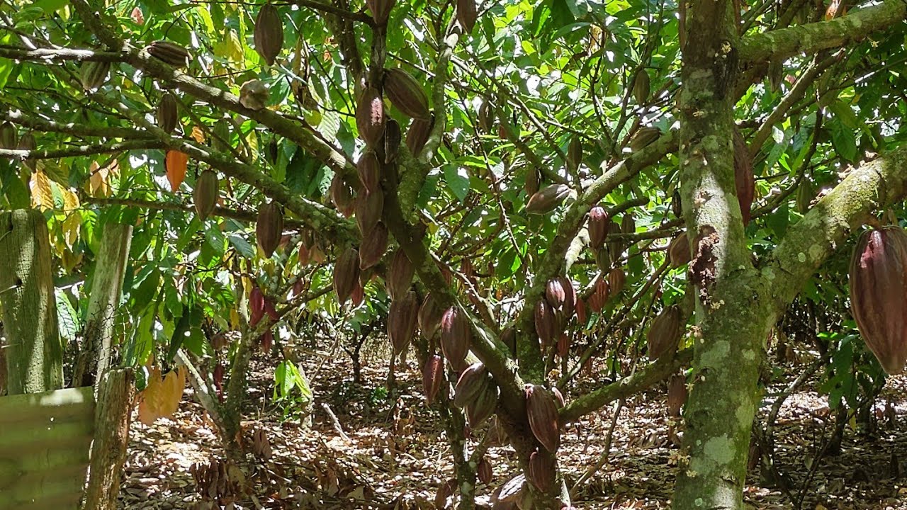 COMO FAZER UMA ADUBAÇÃO NA LAVOURA DE CACAU.(LAVOURA PRODUTIVA).