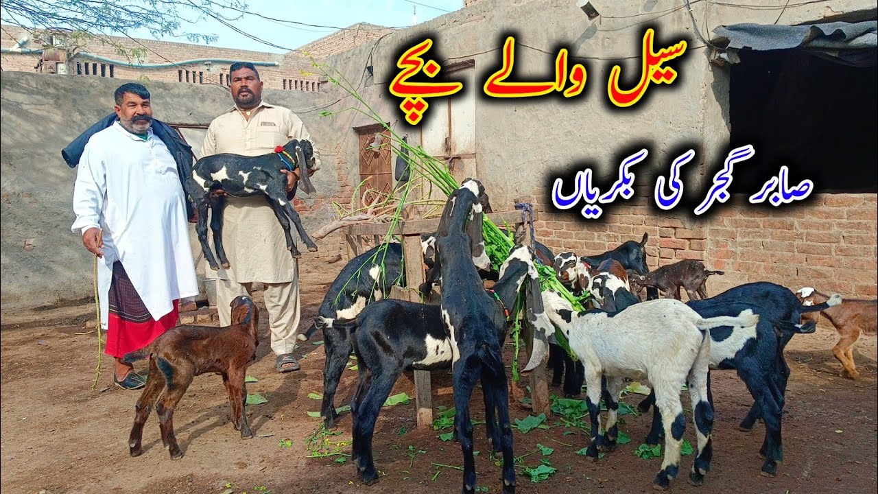 🥰 Cute Beetal Baby Goats Of Sabir Gujjar Sahiwal - Baby Goat - Goat Kids 