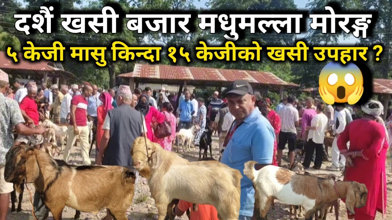 Dashain Goat Market Madhumalla. दशैं खसी बोका बजार मधुमल्ला २०८२। Nepal's Festival Dashain #nepal