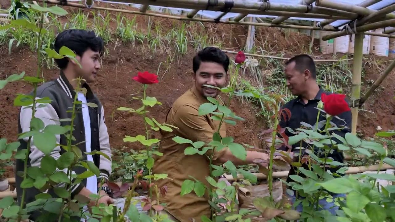 PETANI MILENIAL SUKSES BUDIDAYA BUNGA MAWAR DI DATARAN RENDAH & SUHU PANAS | DAUN DESA
