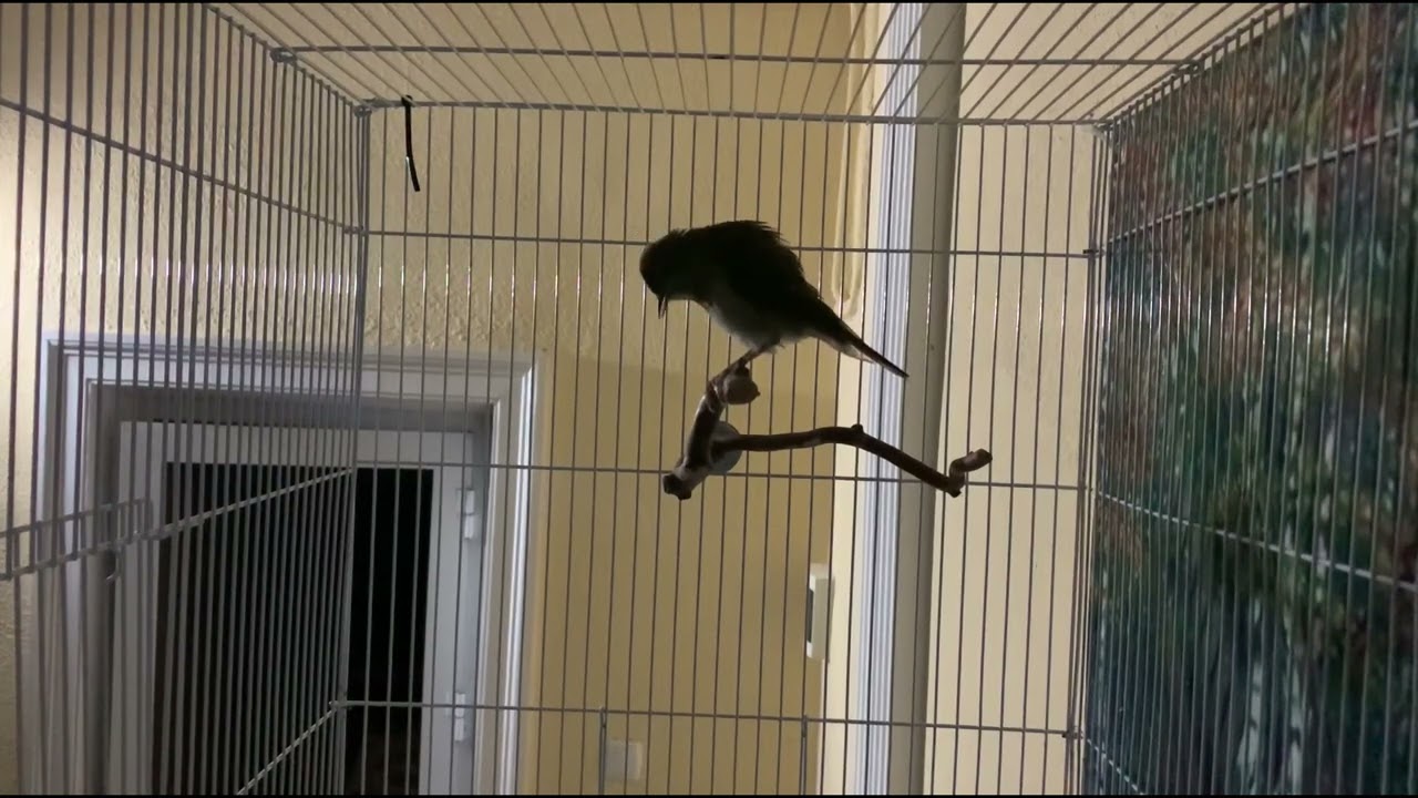 Luscinia luscinia-Шарқ булбули-Восточный соловей