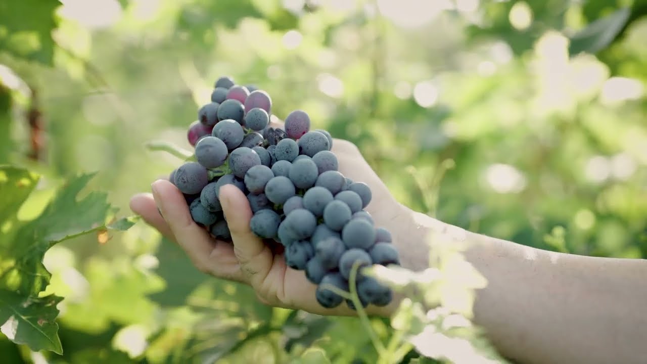 Spot Azienda Agricola 60'' 4K  Drone Emozionale