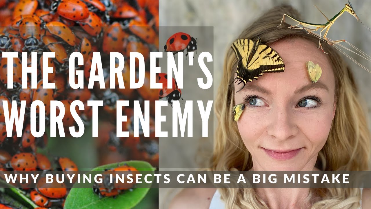 Buying Ladybugs and other beneficial insects for the garden: why it can be a big mistake!