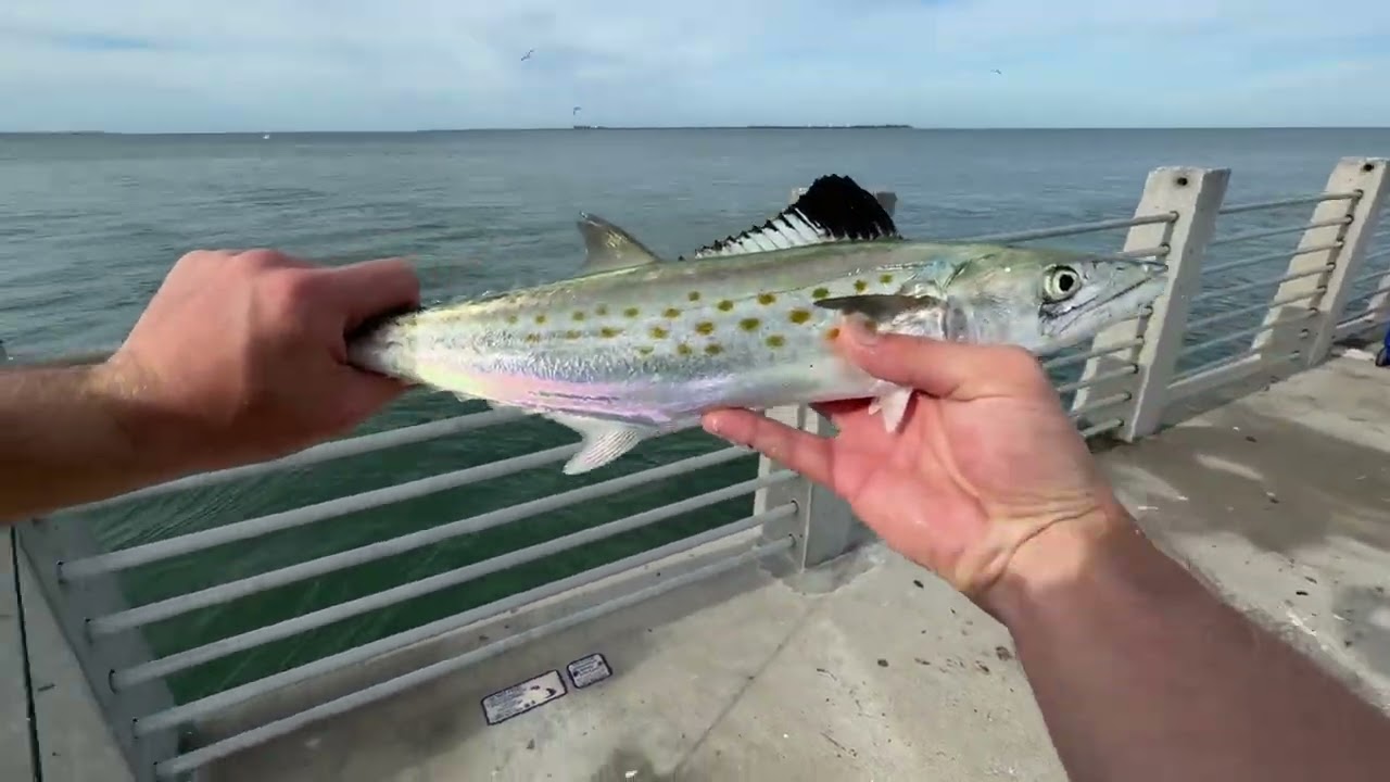 NEVER A BAD DAY A THIS TAMPA BAY PIER… NON STOP ACTION!!!