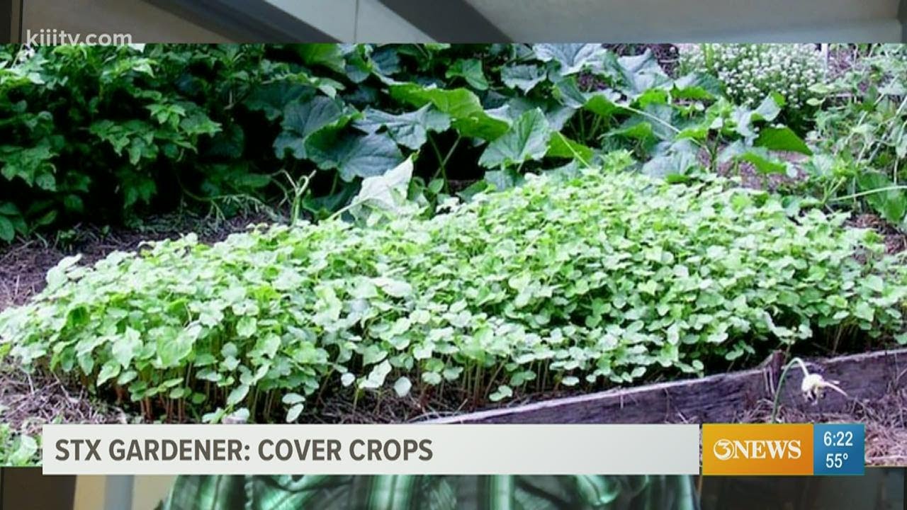 South Texas Gardener - how cover crops improve your garden