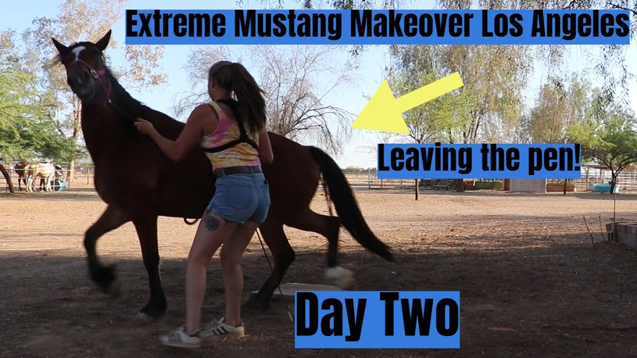 Leaving the Pen w/a Wild Mustang on Day Two | Los Angeles Extreme Mustang Makeover