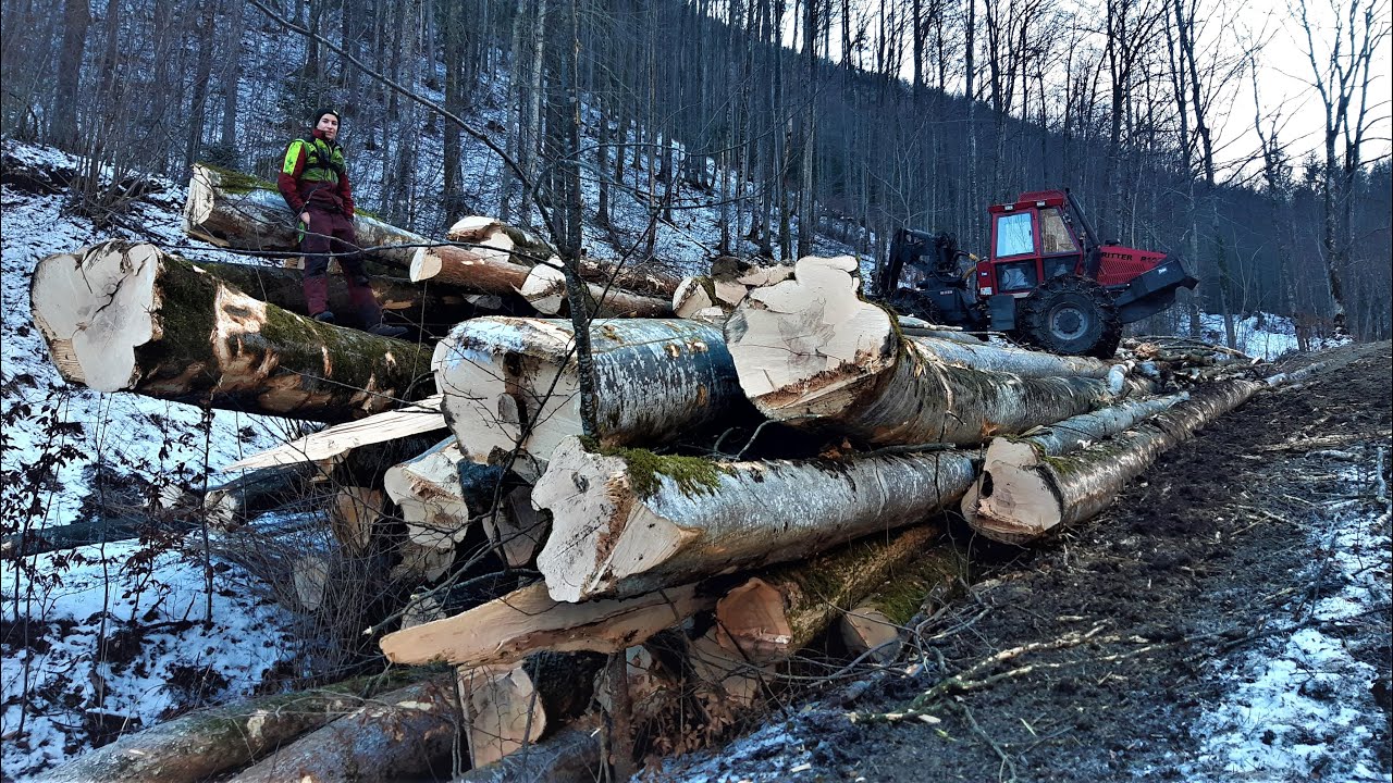 STIHL 500i schlachtet Buchen!!