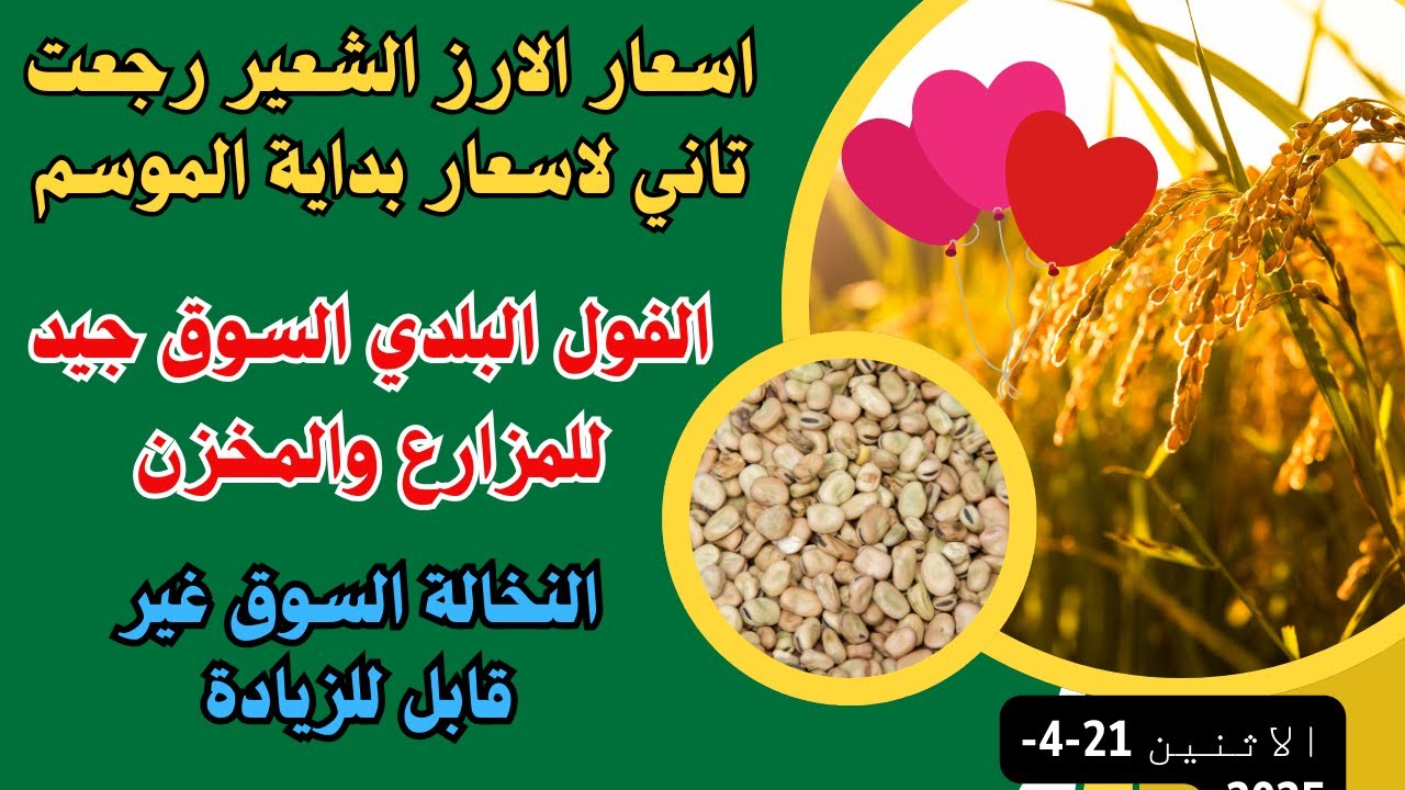 اسعار الارز الشعير اليوم اسعار الذرة والفول البلدي والنخالة اليوم