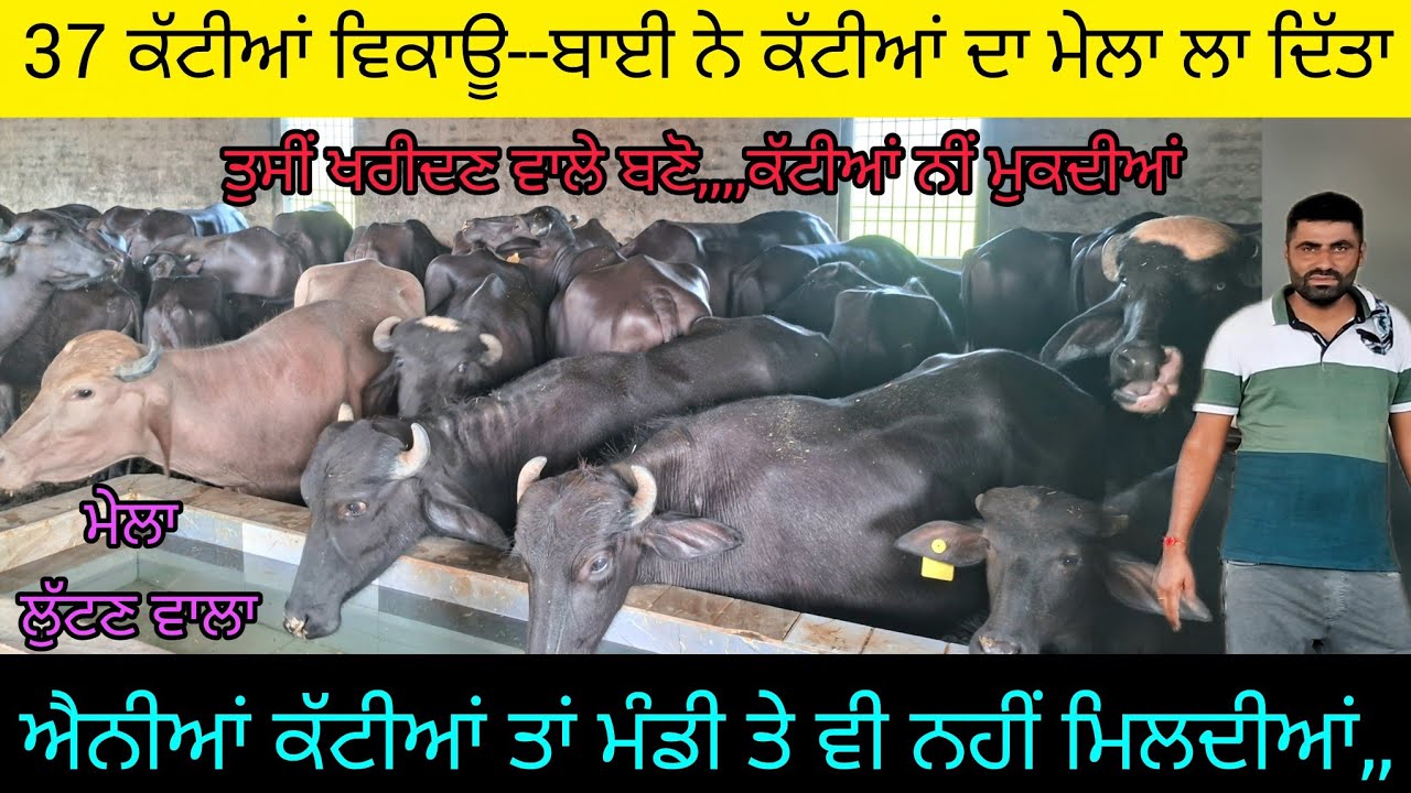 37 😳😳 ਕੱਟੀਆਂ ਵਿਕਾਊ  84270-19817.  ਤੁਸੀਂ ਕੱਟੀਆਂ ਖਰੀਦ ਖਰੀਦ ਪੈਸੇ ਮੁਕਾ ਲੈਣੇਂ, ਪਰ ਕੱਟੀਆਂ ਨੀਂ ਮੁਕਦੀਆਂ. 