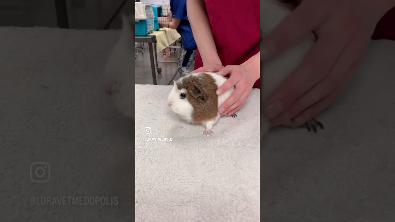 Vet School Vlog | Our Exotic Mammal Practical 
