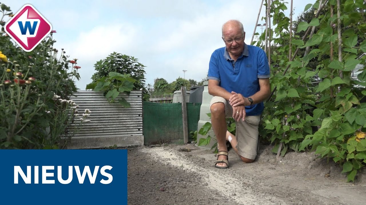 Groente en fruit gestolen uit volkstuin - OMROEP WEST