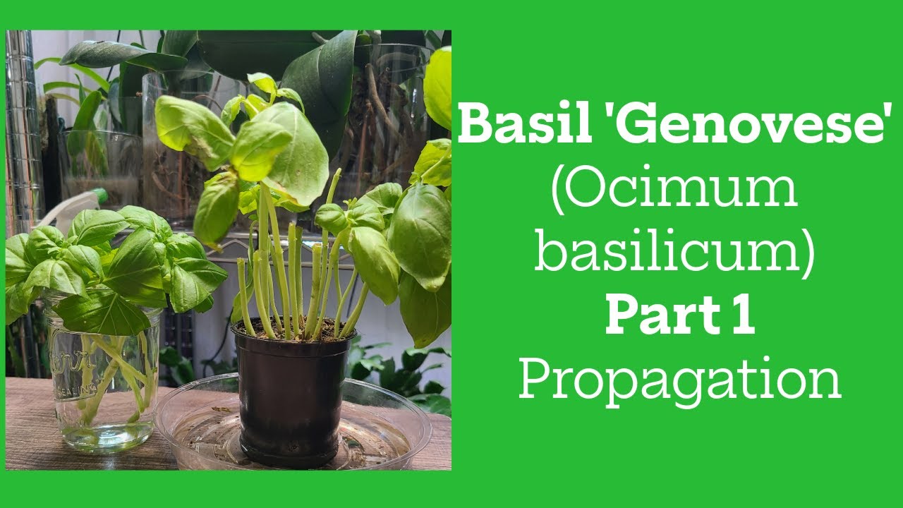 Basil (Ocimum basilicum) 'Genovese' (Sweet Basil) propagation Part 1