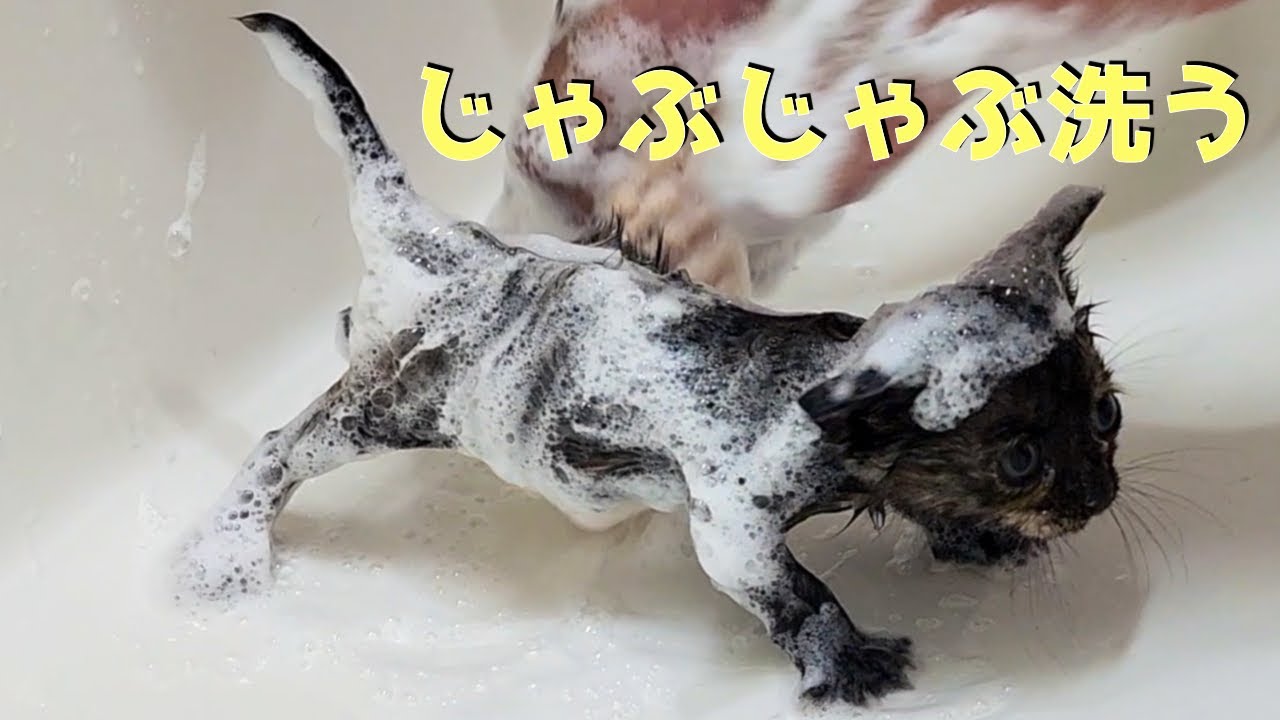 じゃぶじゃぶ洗ってるのに尻尾を立ててしまう赤ちゃん猫がこちらHere is a baby cat with its tail up