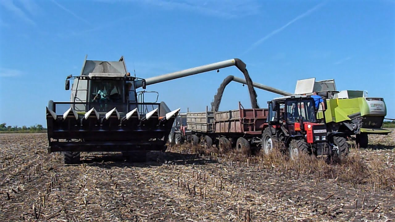 Napraforgó aratás 2015 (Sunflower Harvest) MTZ 820.4, CLAAS Lexion 560