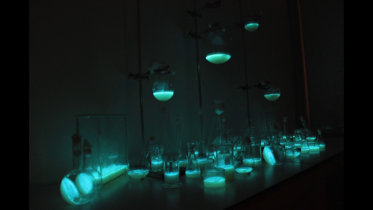 Dr Simon Park - How glowing bacteria talk to each other - The Bacteria Light Lab