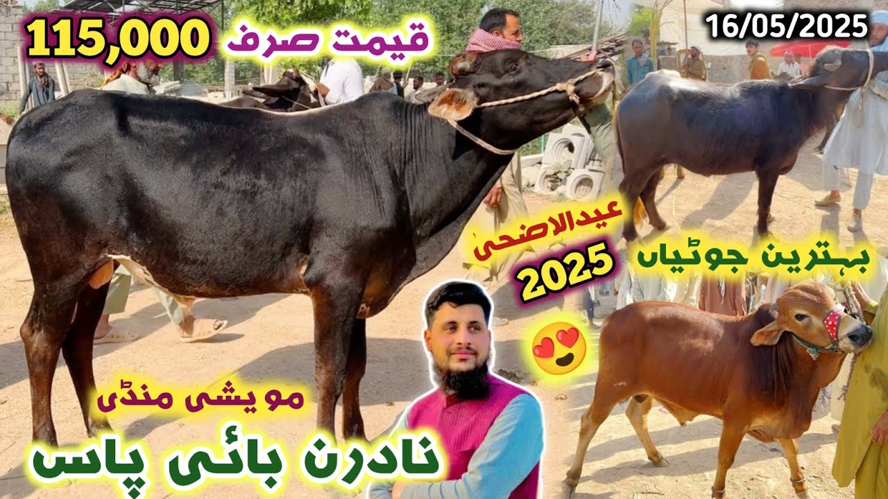 Northern By-Pass Maweshi Mandi Peshawar 16/05/2025 New Updates | Qurbani Cattles Prices 2025 | Izhar