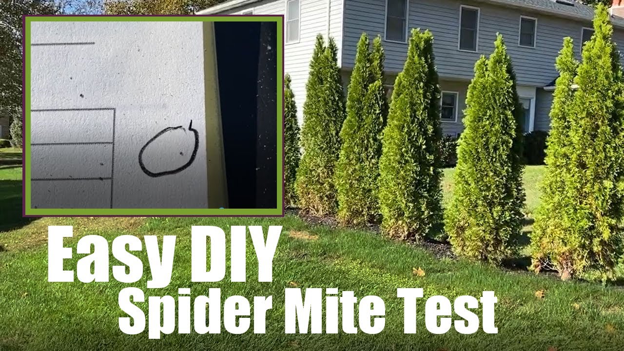 Easy DIY Spider Mite Test