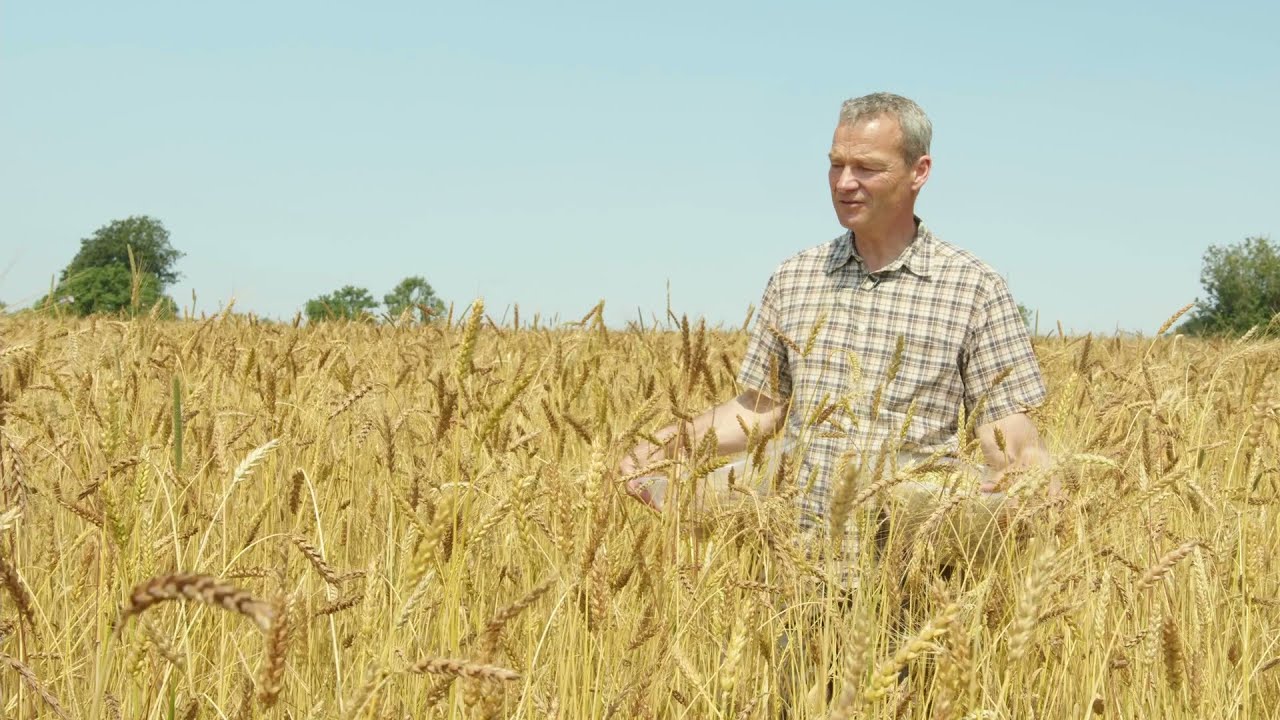 Conventional Vs Heritage Wheat Yields