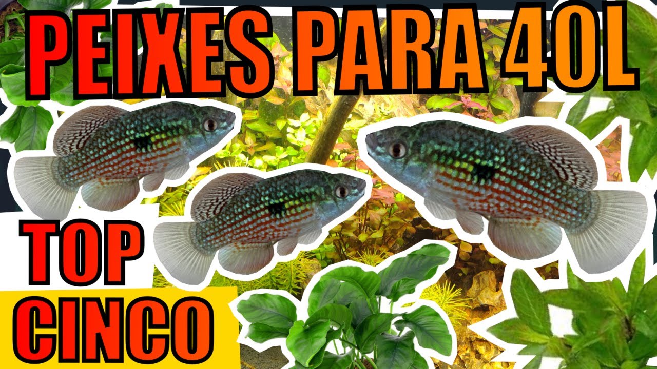 🔴AQUÁRIO DE 40 LITROS: QUAIS PEIXES COLOCAR ( PARTE 2 ) |Mr. Betta|