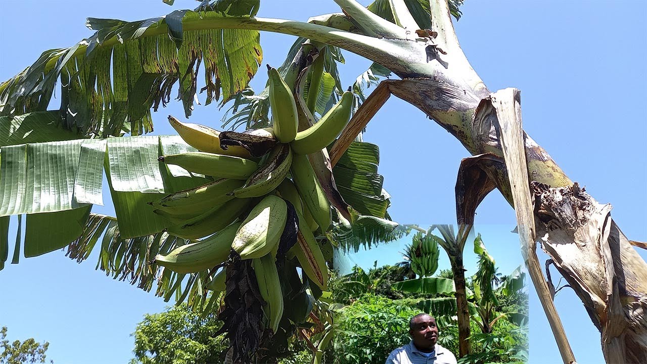 Como se pierden los plátanos en el conuco de Juan, la vida del campo en republica dominicana