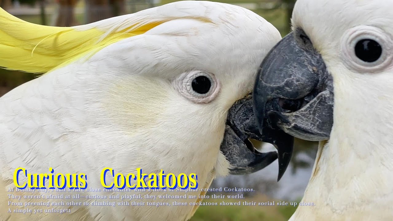 Close Encounter with Curious Sulphur-crested Cockatoos at Botany Bay🦜🌿｜在 Botany Bay 偶遇熱情又好奇的葵花鳳頭鸚鵡