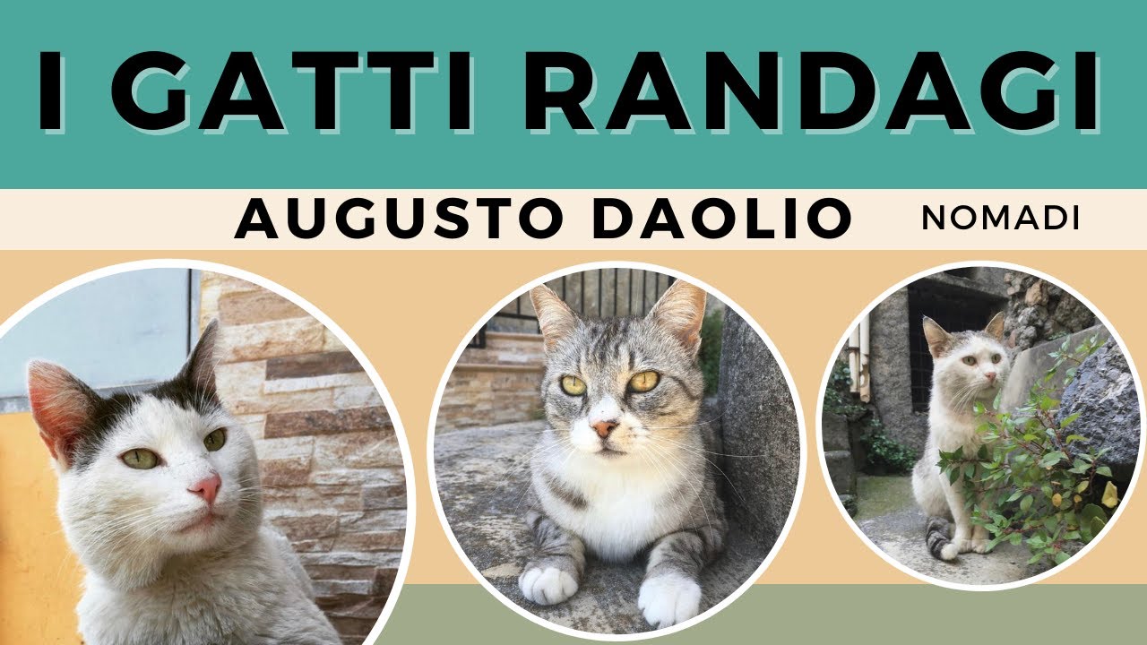 Augusto Daolio - Nomadi - I gatti randagi