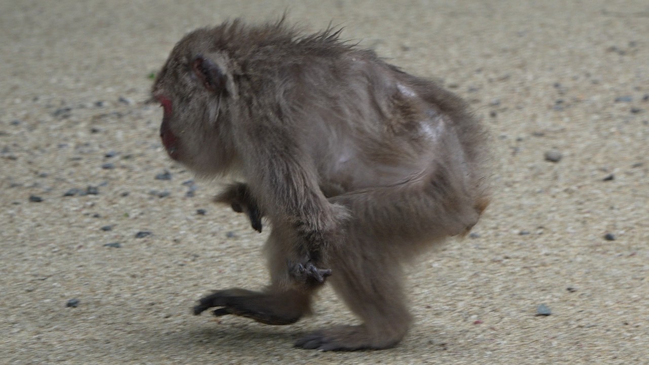Вопреки всему: вдохновляющая история Саяки， японской макаки #babymonkey #snowmonkey
