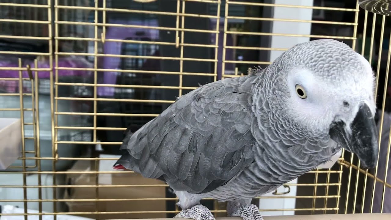 Jako papağanı