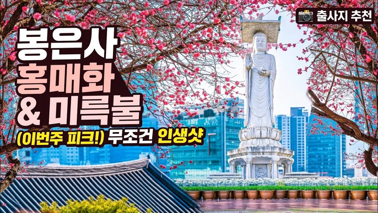 서울에서 가장 먼저 만나는 봄🌸 봉은사 홍매화 만개 & 환상적인 오색 연등 뷰!