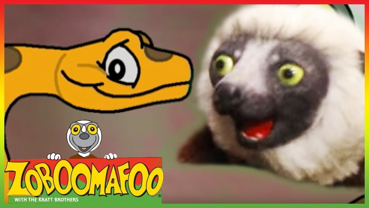 Zoboomafoo 201 - Colourful Snakes (Full Episode) - Cute Animals | Show for Kids