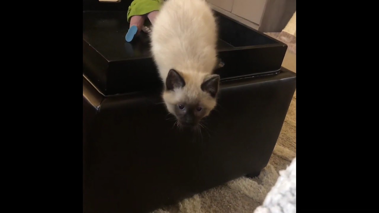 Ragamese Kitten Jumping
