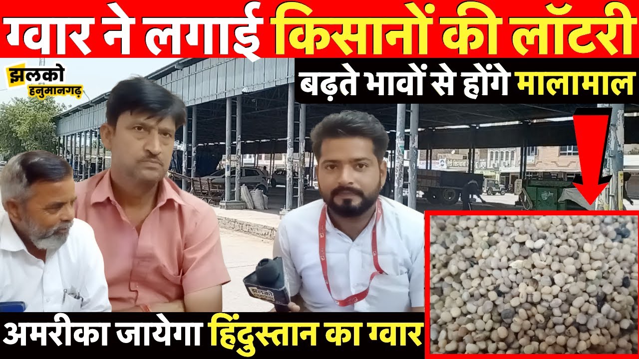ग्वार के बढ़ते भावों से किसानों के चेहरे पर दौड़ी ख़ुशी की लहर, 12500 तक बिका ग्वार Hanumangarh News