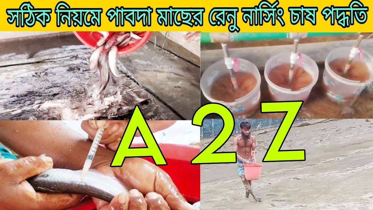 সঠিক নিয়মে পাবদা মাছের রেনু নার্সিং চাষ পদ্ধতি 01645177018)-(01739653022)