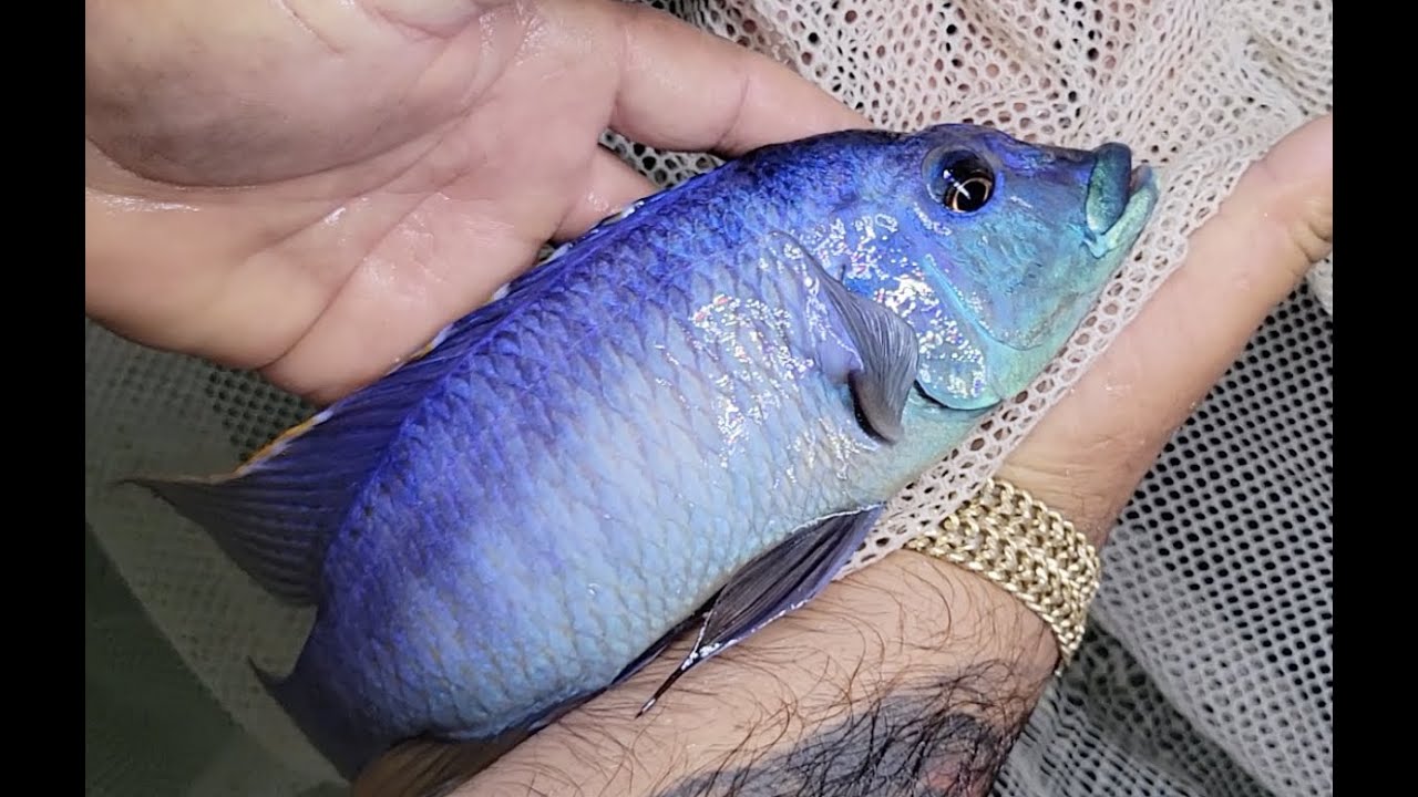 Touring a huge African Ciclid Breeding Facility - Cichlid Cartel of AZ