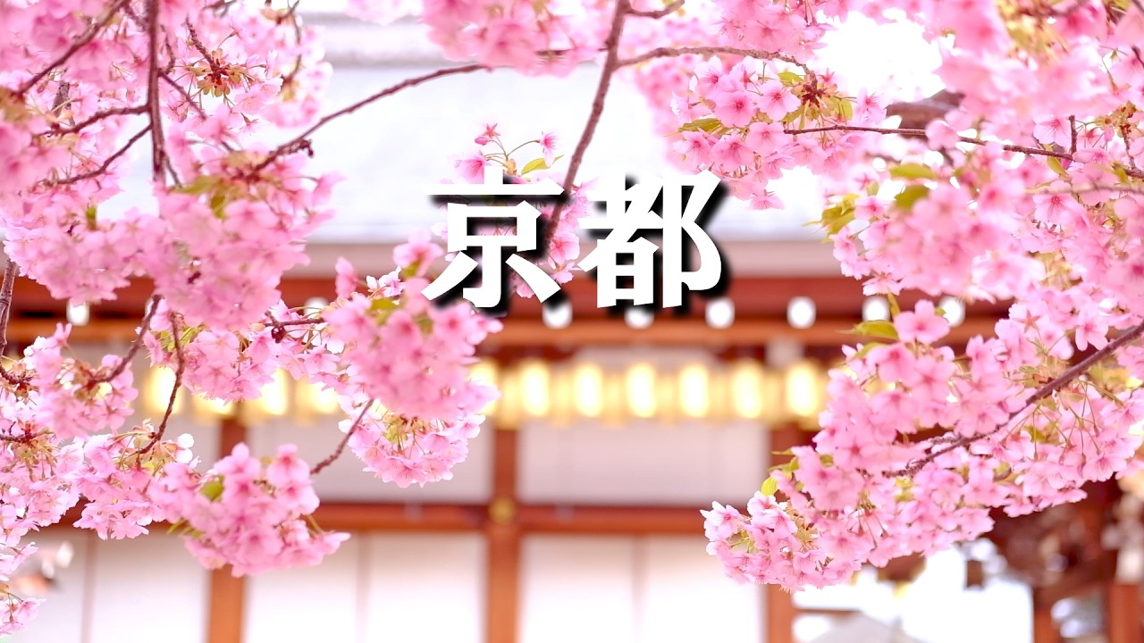 【京都桜5選】東寺・御影堂の隠れた美しさと紫明通りの無人公園#京都 #河津桜 #長徳寺 #東寺 #VLOG