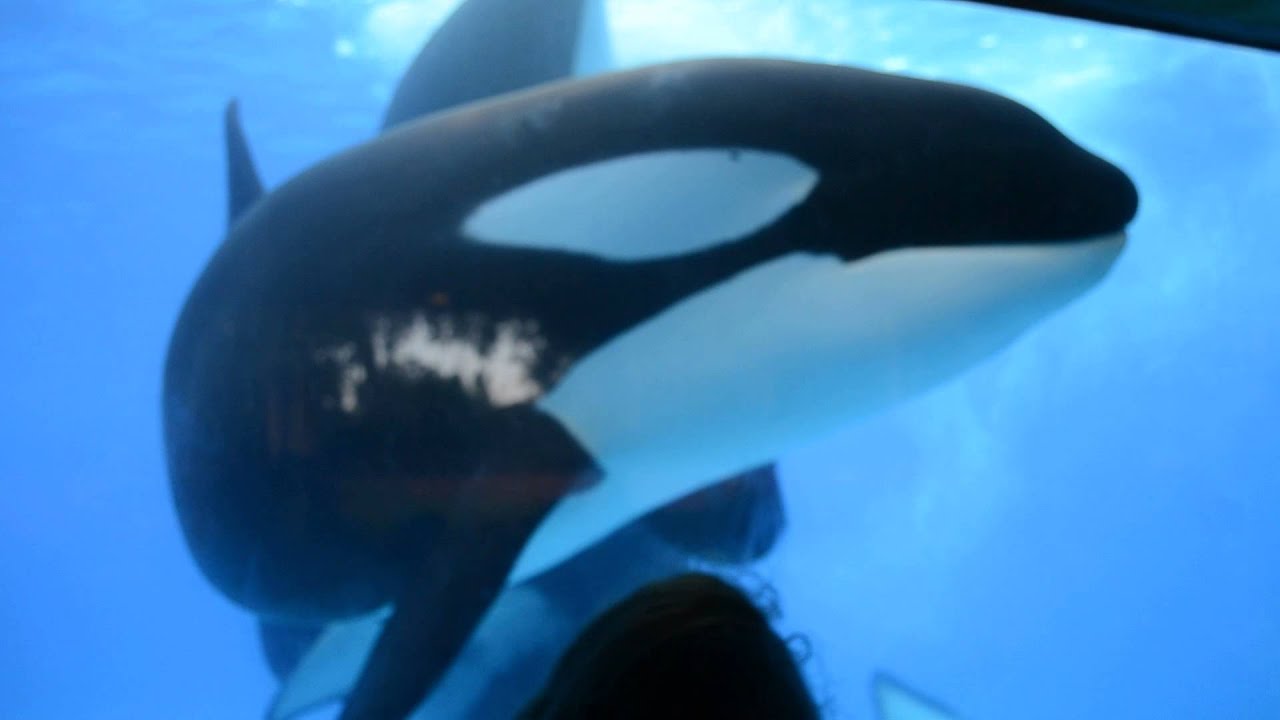 Tilikum and Trua interaction