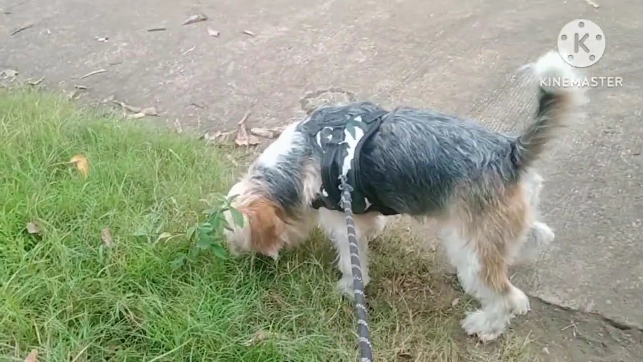 My Sweet Aki, shitzuxbeagle fur baby