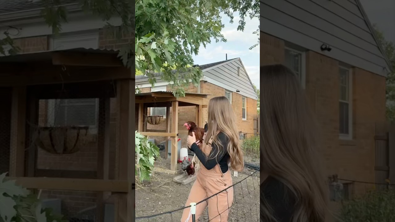 Сколько яиц снесли мои 6 кур на заднем дворе на этой неделе? #усадьбаназаднемдворе #курыназаднемд...