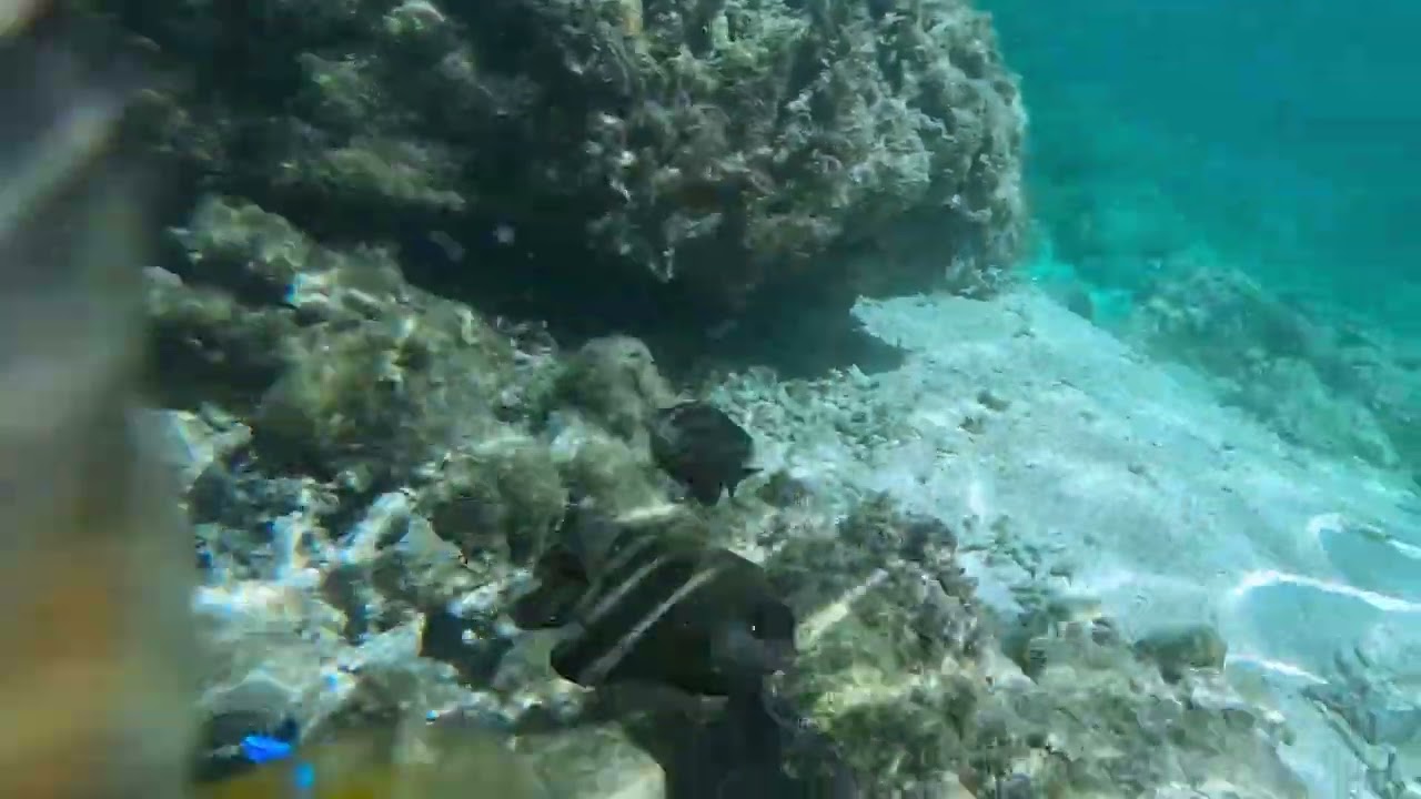 Pesting the Pacific III - Coral Coast Fiji