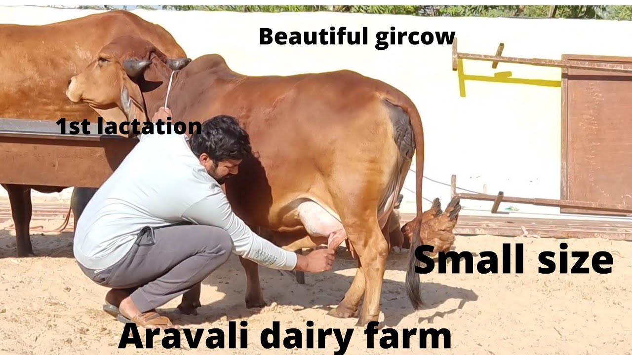 Punganur size Gir cow small size shots cow aravali dairy farm 9414745465