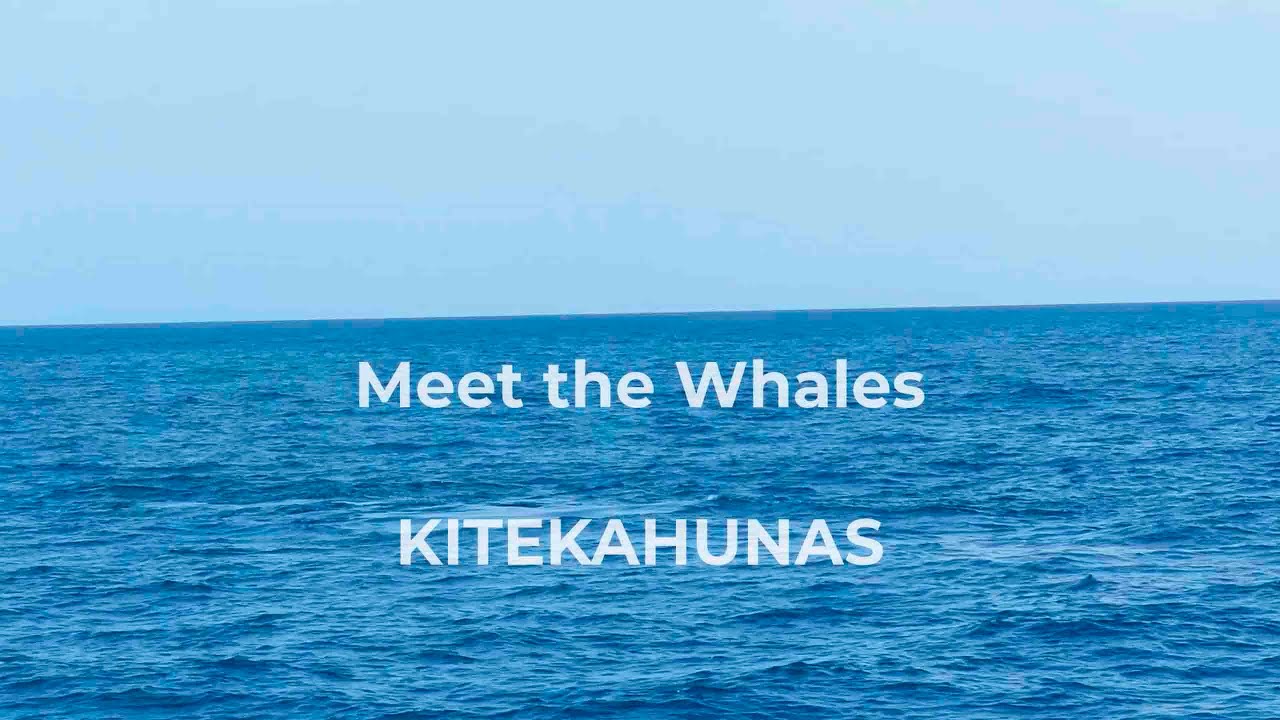 Whales encounter - MAGIC MUST SEE - ZANZIBAR CATAMARAN CHARTER V4